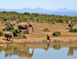 elephant-herd-of-elephants-animals-african-bush-elephant