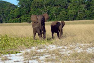 Elephants at Tassi