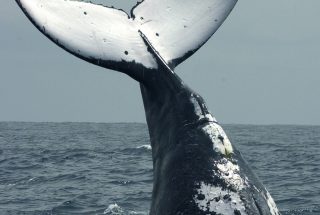Wale Principe