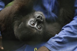 Gorilla research