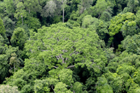 rainforest Gabon