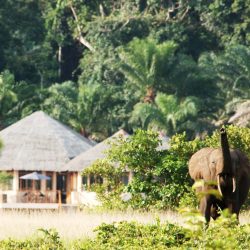 AE_Rombout - Loango Lodge with elephant copy